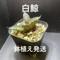 ヨッシー様 リクエスト 3点 まとめ商品