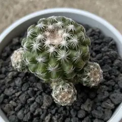 マミラリア エルサム ふわふわ 棘なし - メルカリ