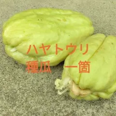 ハヤトウリの種瓜　一箇 ハヤトウリの種瓜 一箇 - メルカリ