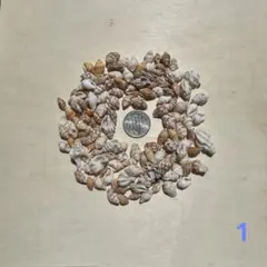 貝殻 セット ハンドメイド素材