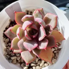 サンセットグレイ　多肉植物　おらいさん　ミックスベリア