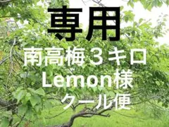 【専用　Lemon様】6/8(日)収穫予定 南高梅　梅約M 3キロ　✳️クール便