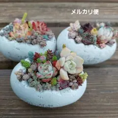 多肉植物寄せ植えそのまま飾れる　3個セット