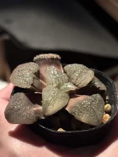 ハオルチア 天空の境錦 多肉植物 - メルカリ