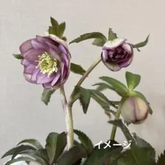 2026年最新】大木ナーセリーの人気アイテム - メルカリ