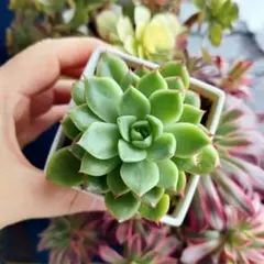 2026年最新】毒リンゴ 多肉の人気アイテム - メルカリ