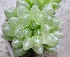 一*様 多肉植物 ハオルチア 太陽の恋人錦 糊斑 超美品 - メルカリ