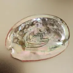 アワビ貝殻
