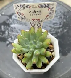 2025年最新】乙女蛍多肉植物の人気アイテム - メルカリ