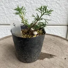 真柏Gのサムネイル