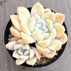 ✿パンダ✿様 リクエスト 2点 まとめ商品