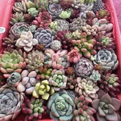 【114】多肉植物 カット苗詰め合わせ 寄せ植えセット