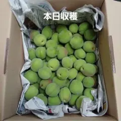 豊後梅(青梅) 箱込み約2.4キロ　本日6/21収穫 常温発送　梅シロップ・梅酒のサムネイル