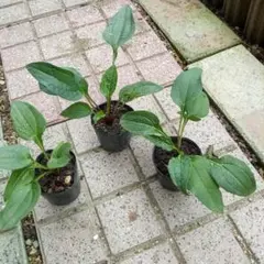 Item thumbnail for item ea181c32-6022-450d-b75d-3880bf8bb87f