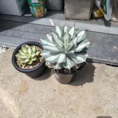 2025年最新】アガベ 吉祥冠錦 中斑の人気アイテム - メルカリ