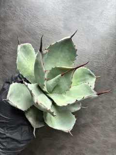 2026年最新】アガベ パリー パリーの人気アイテム - メルカリ