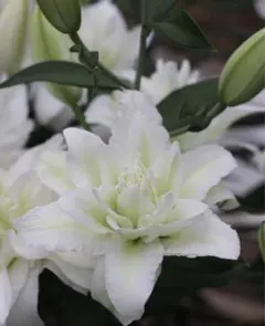 トト様 リクエスト 2点 まとめ商品