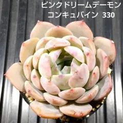 ピンクドリームデーモンコンキュバイン 330 エケベリア 多肉植物 抜き苗