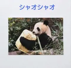 2026年最新】上野動物園ポストカードの人気アイテム - メルカリ