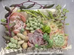 多肉寄せ植えセット＊多肉弁当
