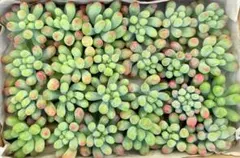 2501多肉植物　乙女心　24カット苗　画像現品 小ぶり