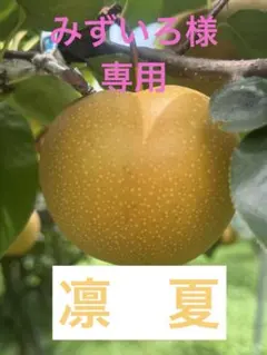 ⚠️みずいろ様専用⚠️茨城県産　梨/凛夏　3キロ　秀品/フリーサイズ
