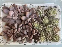 多肉植物　カット苗　詰め合わせ