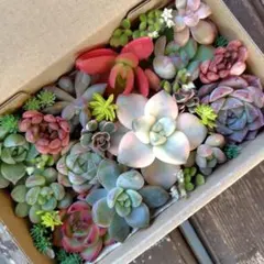 多肉植物　カット苗　寄せ植え　多肉弁当 詰め合わせ