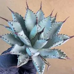 2026年最新】アガベ曲棘八荒雷神の人気アイテム - メルカリ