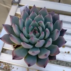 多肉植物　ミックスベリア　紫紺の矢