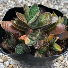 ちびちゃんプロフ読んでお値下げOK様 リクエスト 2点 まとめ商品