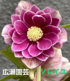 2025年最新】クリスマスローズ 広瀬園芸の人気アイテム - メルカリ