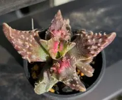 惚れ惚れ(*´ェ｀*)ポッ フォーカリア☆cv．華の雪 　オリジナル苗　多肉