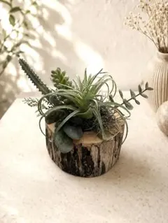 【極美品】切り株鉢がおしゃれな多肉植物＆エアプランツ / フェイクグリーンのサムネイル