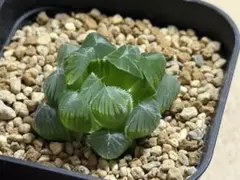 2025年最新】品種名：ハオルチア ハオルチア・アロエの人気アイテム