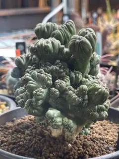 子吹きシンメトリカ　オベサ　鉢植え　ユーフォルビア　観葉植物　塊根植物　多肉植物 子吹きシンメトリカ オベサ 鉢植え ユーフォルビア 観葉植物 塊根植物