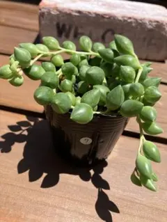 エンジェルティアーズ錦 多肉植物 - メルカリ