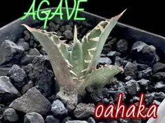 2026年最新】オアハカ 子株の人気アイテム - メルカリ