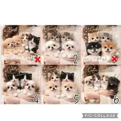 3/31♡わんちゃん♡パネル♡ハンドメイド♡ - メルカリ