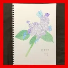 今年89歳になるおばあちゃんの鉛筆画【千日紅】イラスト 絵画 色鉛筆