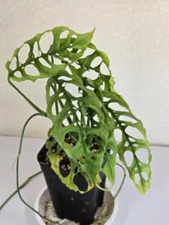 2026年最新】オブリクアの人気アイテム - メルカリ