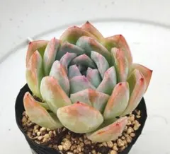 多肉植物　エケベリア　ストロベリーアイス　抜き苗のサムネイル
