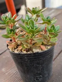 misa様 リクエスト 5点 まとめ商品