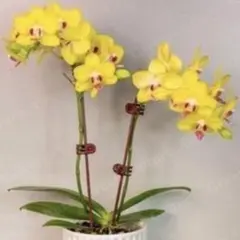 胡蝶蘭　苗のサムネイル