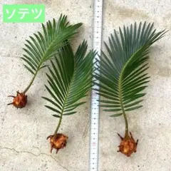 2026年最新】ソテツ 子株の人気アイテム - メルカリ