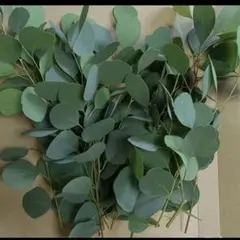 2025年最新】ユーカリ ポポラスの人気アイテム - メルカリ