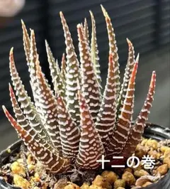 2026年最新】ハオルチア十二の巻の人気アイテム - メルカリ