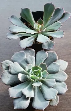 2025年最新】シャビアナピンクフリルの人気アイテム - メルカリ