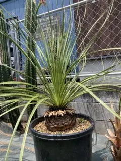 2025年最新】ダシリリオン ミキワネンシスの人気アイテム - メルカリ