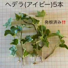 10/19発送‼️へデラ アイビー 観葉植物 カット苗 発根済 根付き 植物 5本